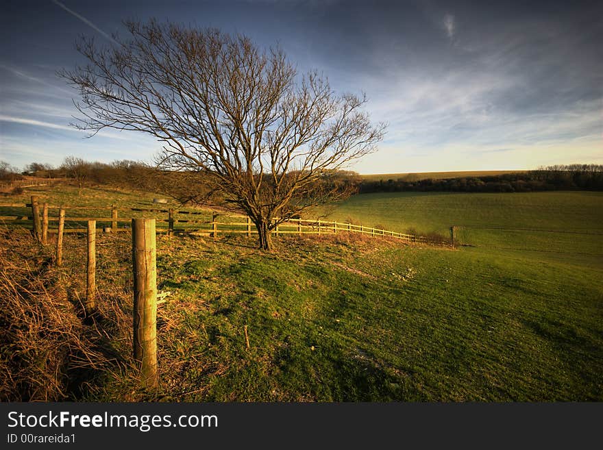 A Tree On The South Downs