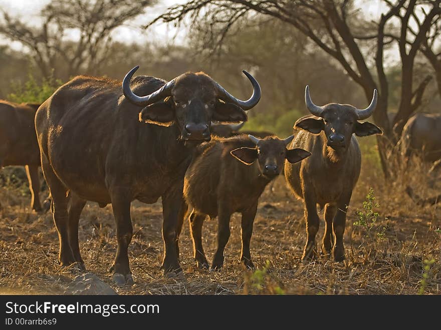 Buffalo group in herds of over 1000 individuals sometimes. Buffalo group in herds of over 1000 individuals sometimes