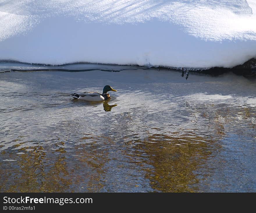 Duck in a cold stream of switzerland snow