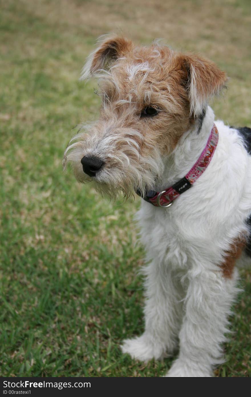 Fox-terrier puppy contemplating her surroundings