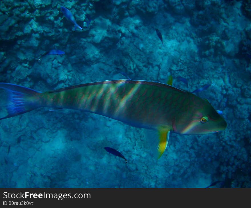 Red sea, corals, fishes, Beauty of a sea-bottom