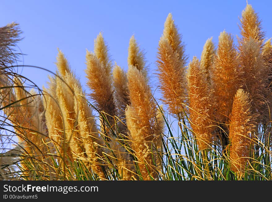 Portugal, area of Algarve, Lagos: dune plant