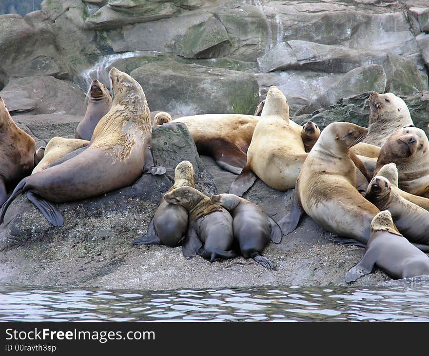 Stellar Sea Lion Pups 1