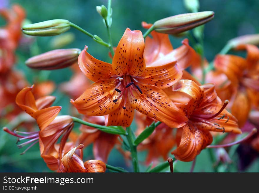 Summer Blossom.