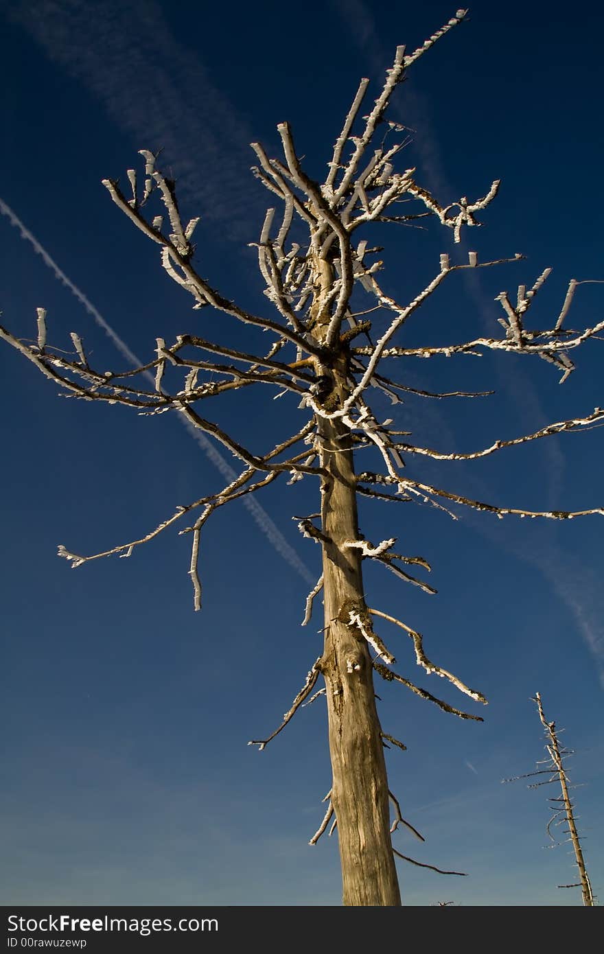 An iced tree branch in winter. An iced tree branch in winter