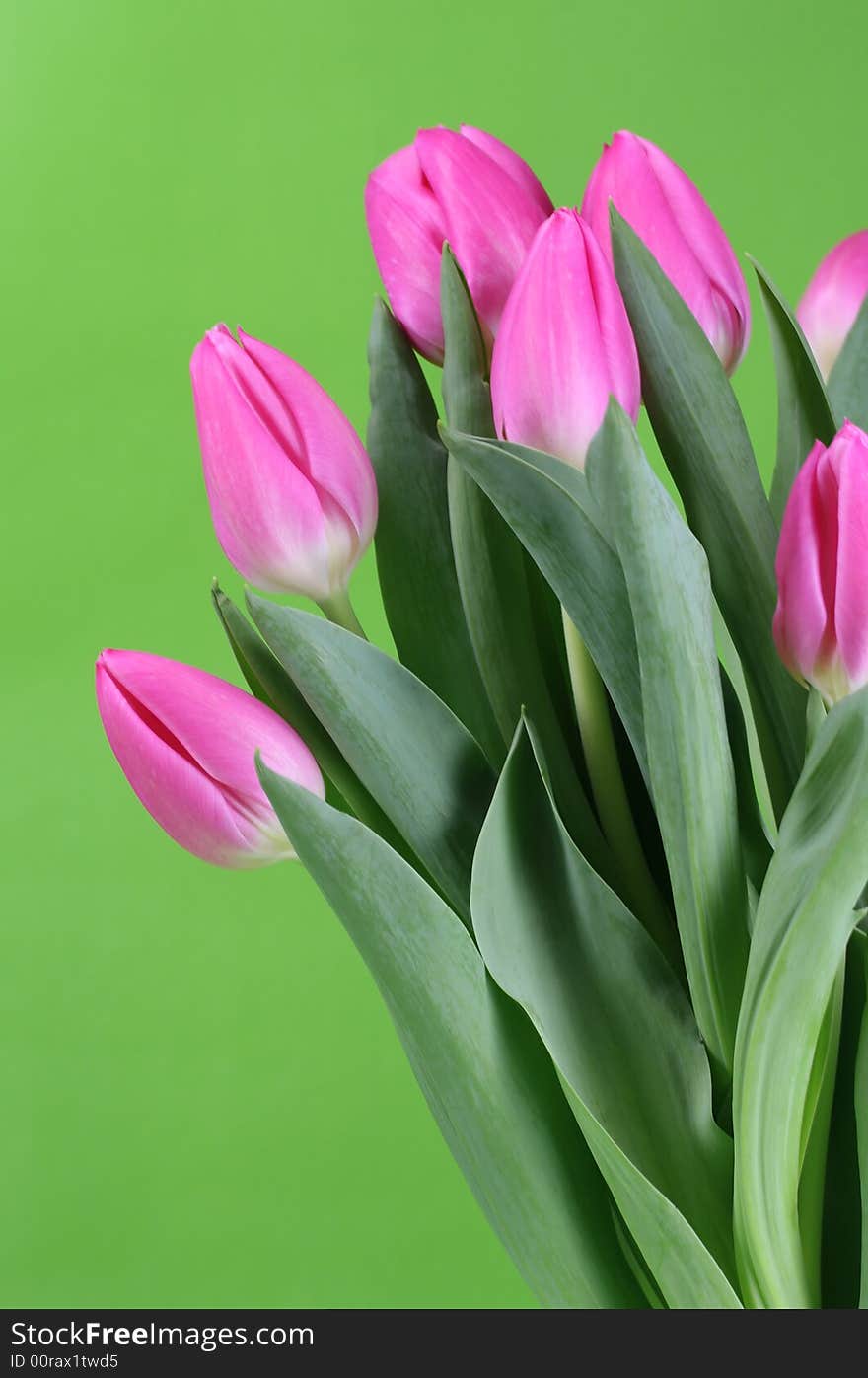 A bunch of pink tulips with a green background. A bunch of pink tulips with a green background