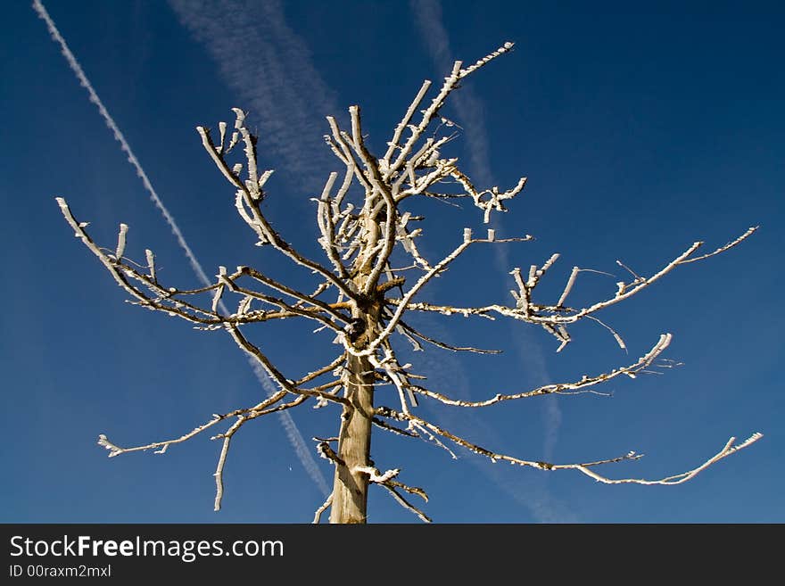 An iced tree branch in winter. An iced tree branch in winter