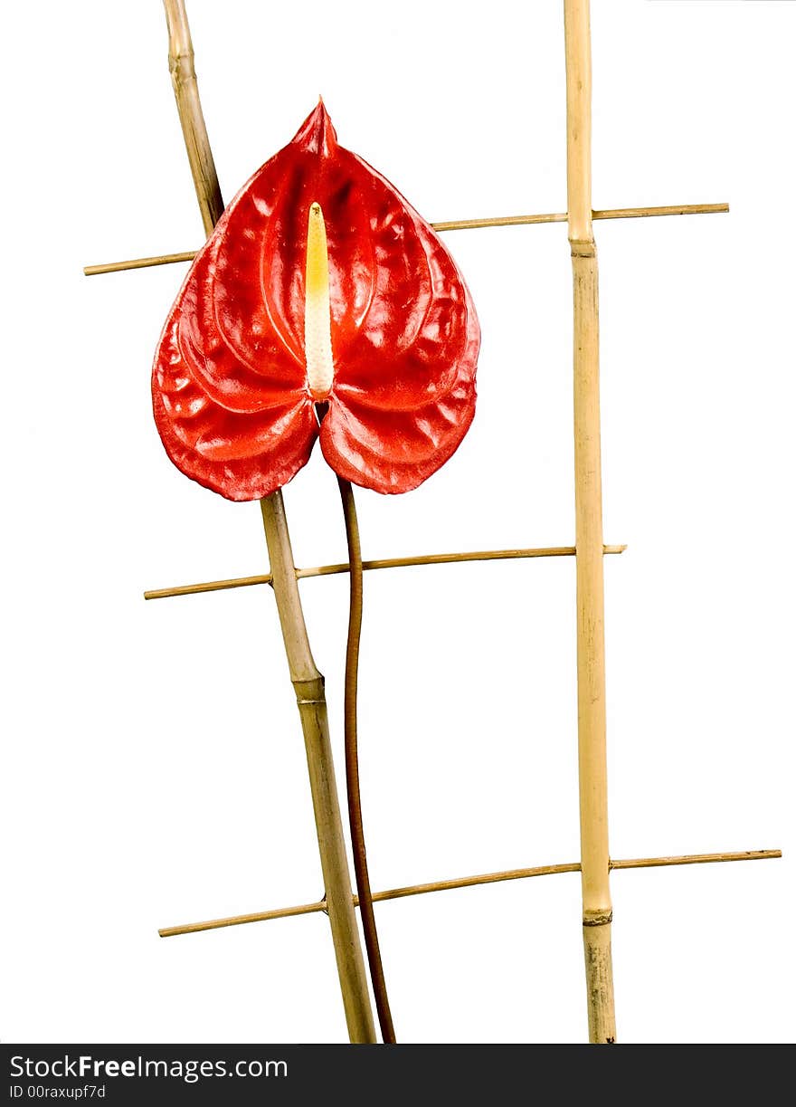 Red Anthurium flower on a wooden lattice isolated on a white background