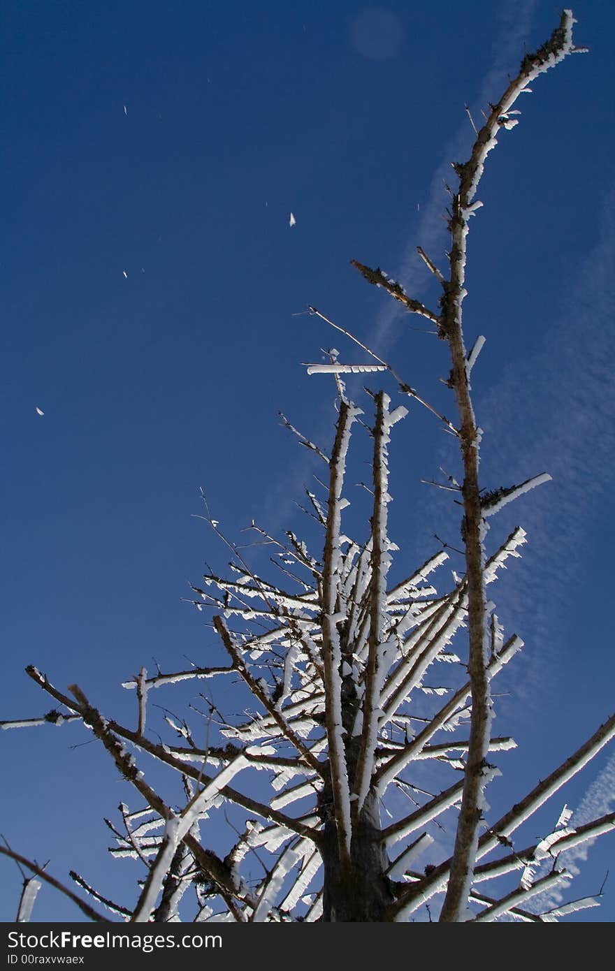 An iced tree branch in winter. An iced tree branch in winter