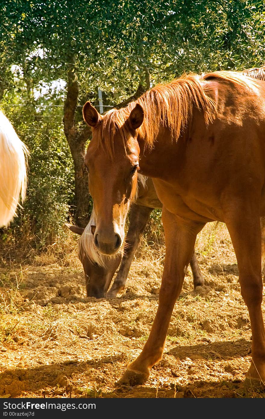 Quarter horse in tuscany, Italy. Quarter horse in tuscany, Italy.