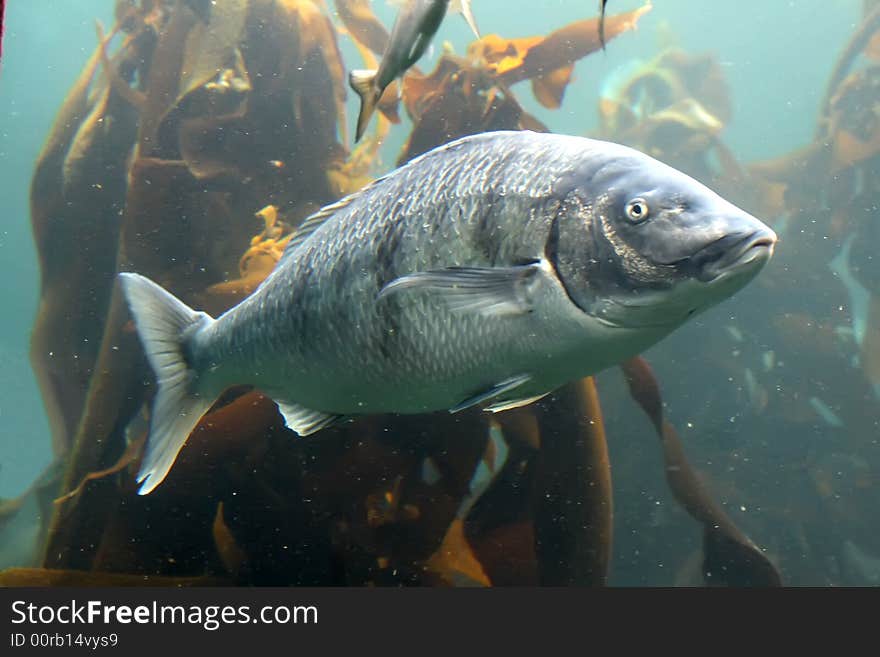 Pic taken in the Cape Town aquarium. Pic taken in the Cape Town aquarium