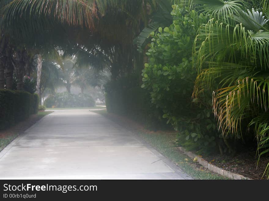 View down a lane or path with the early morning mist still hanging in the air. View down a lane or path with the early morning mist still hanging in the air