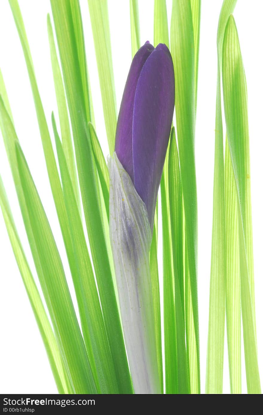 Blue flower and green leaves