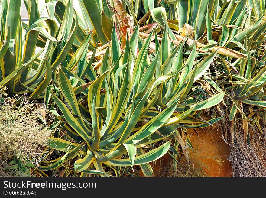 Portugal, Algarve, Portimao: Dune plant