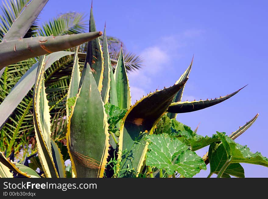 Portugal, area of Algarve, Portimao: Dune plant in gold and green  color, cactus. Portugal, area of Algarve, Portimao: Dune plant in gold and green  color, cactus