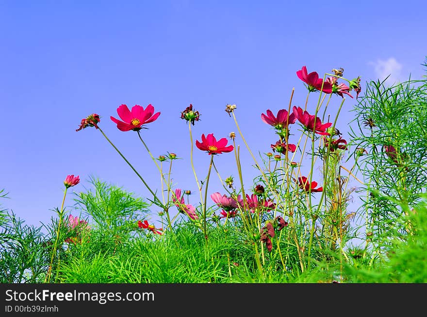 Portugal, Algarve, Lagos: Flora at the beach