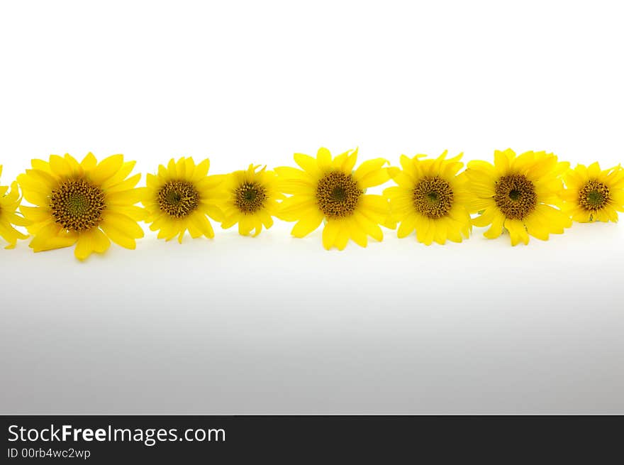 Sunflowers on white glass isolated