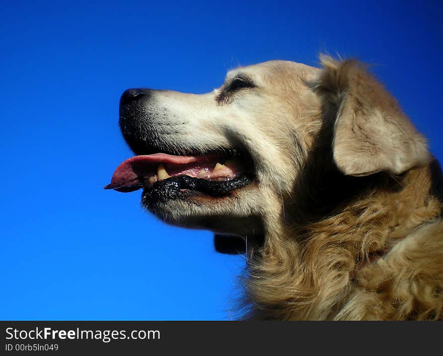 Golden retriever portrait