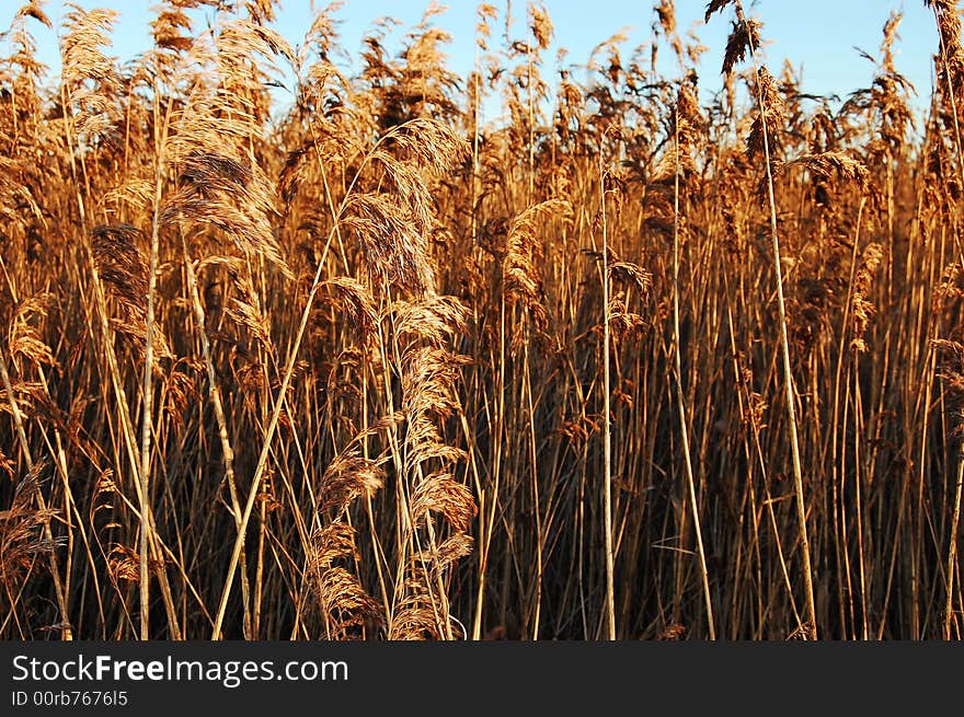 Long Grass Blades