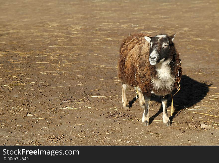 Lone brown sheep in a farmyard looking for some company