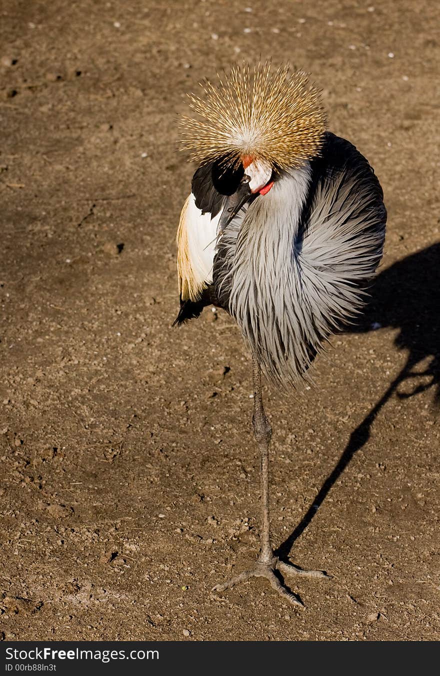 Crane bird is standing on one foot. Crane bird is standing on one foot