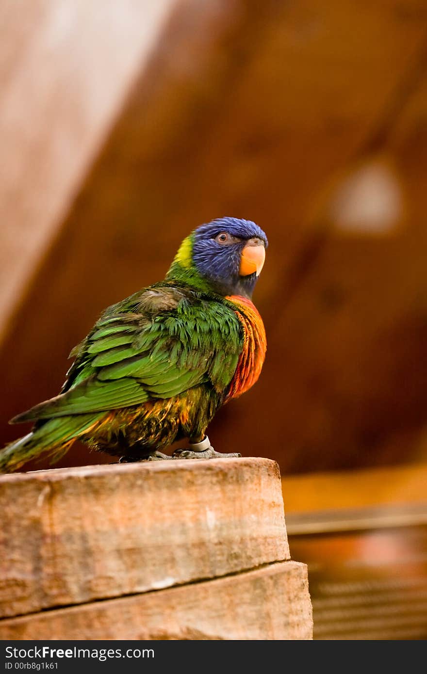 Bird is standing on a pile of wood. Bird is standing on a pile of wood