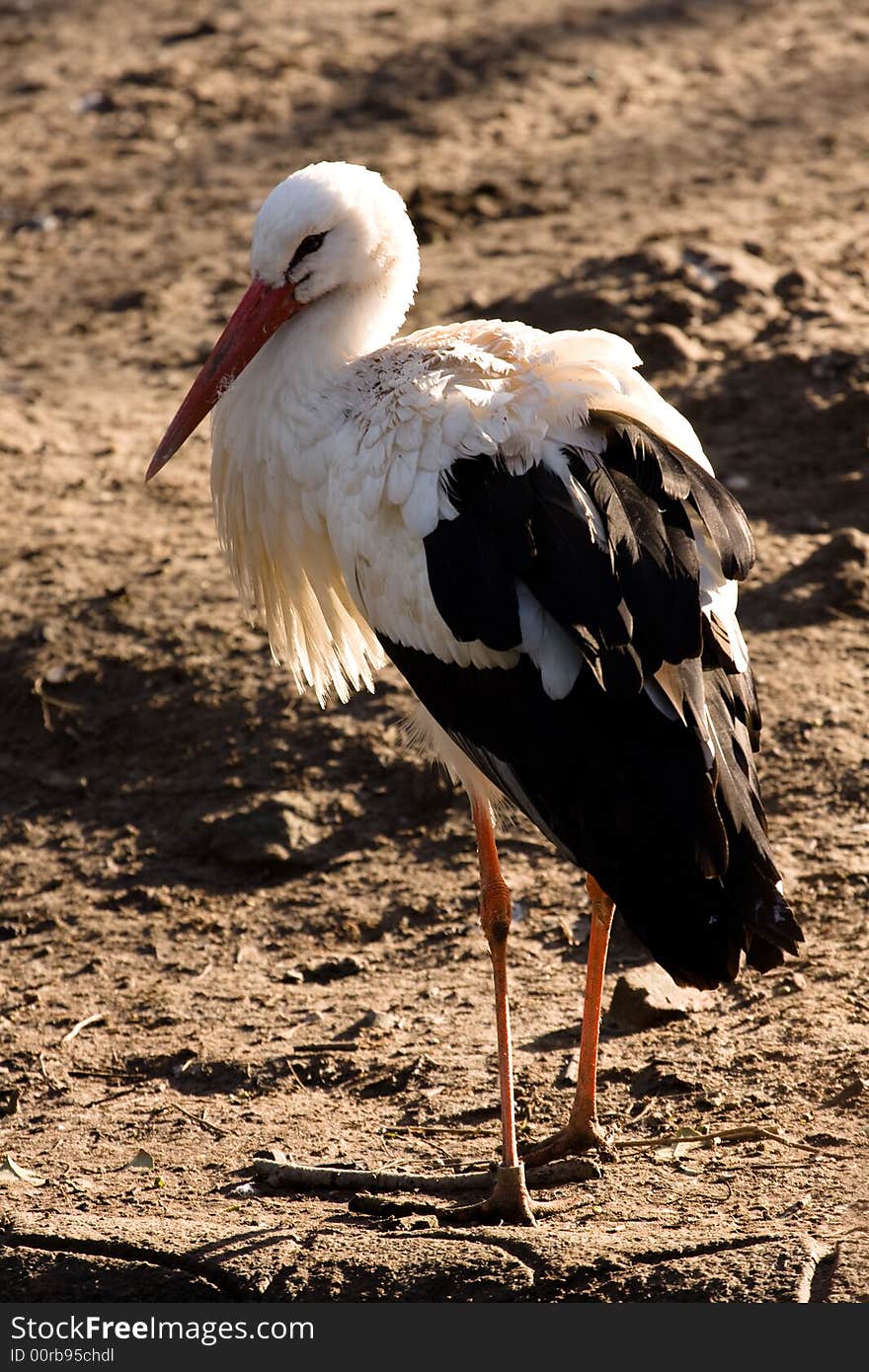 Stork