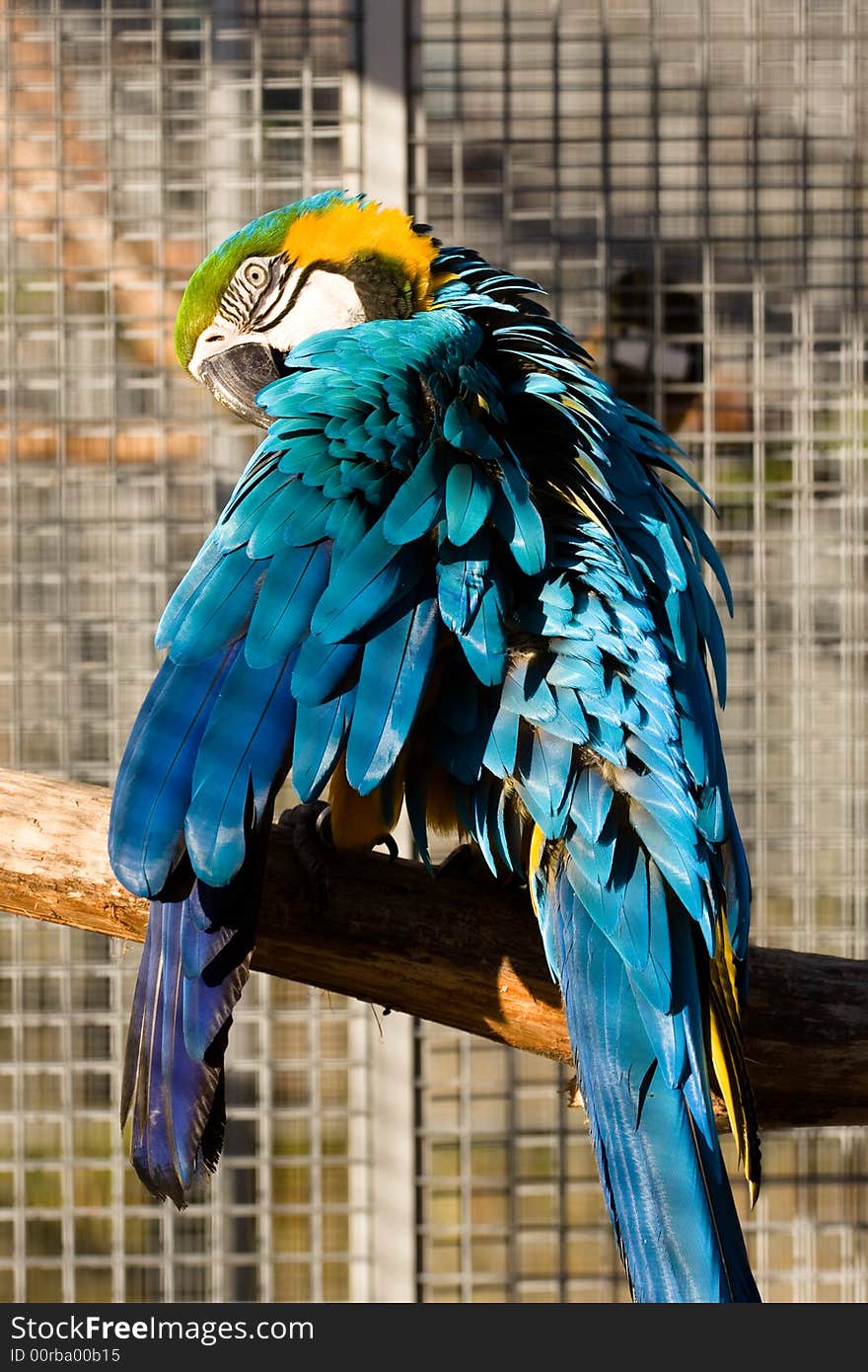 Parrot In Cage