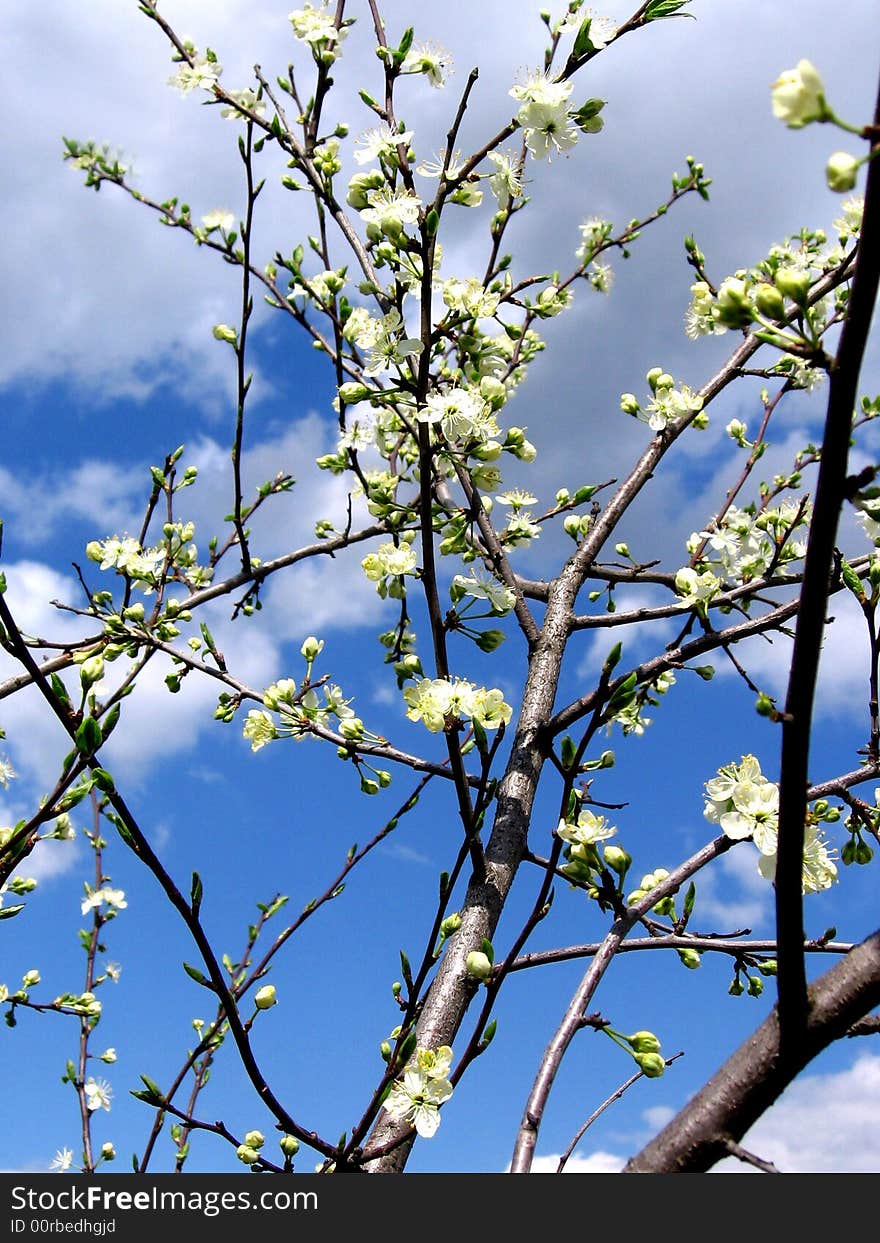 Blooming cherry in sunny day, in middle of spring