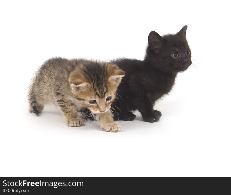 A tabby and black kittens playing on a white background