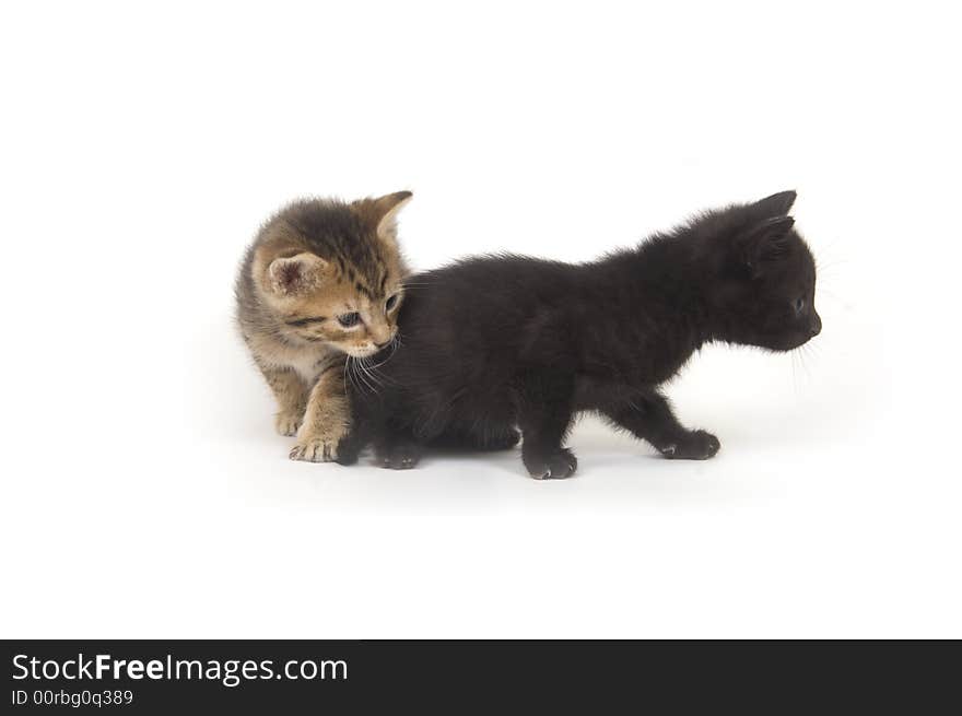 A tabby and black kittens playing on a white background