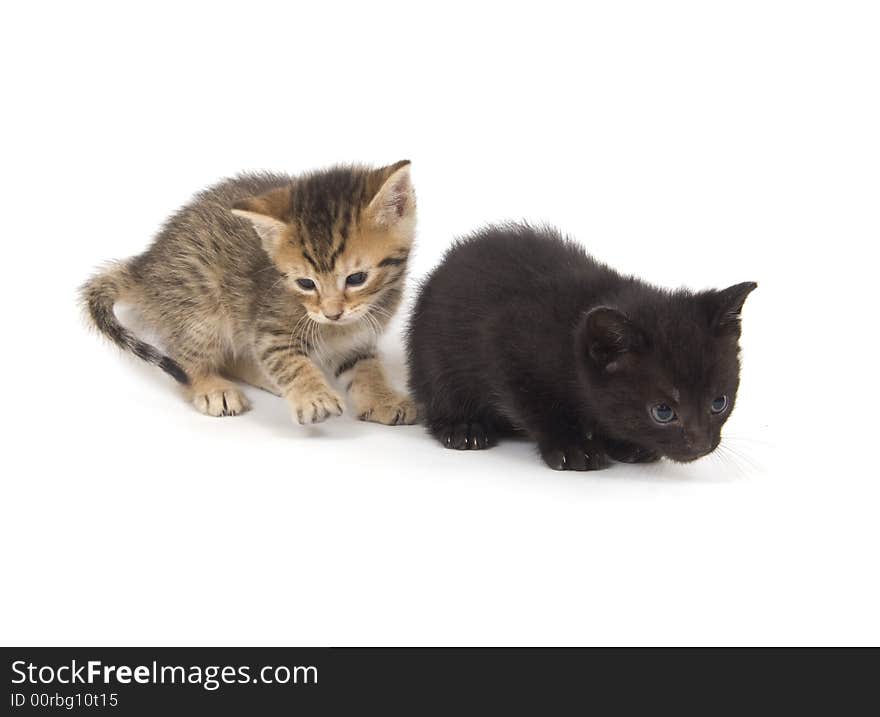 A black kitten and a tabby kitten play on a white background. A black kitten and a tabby kitten play on a white background