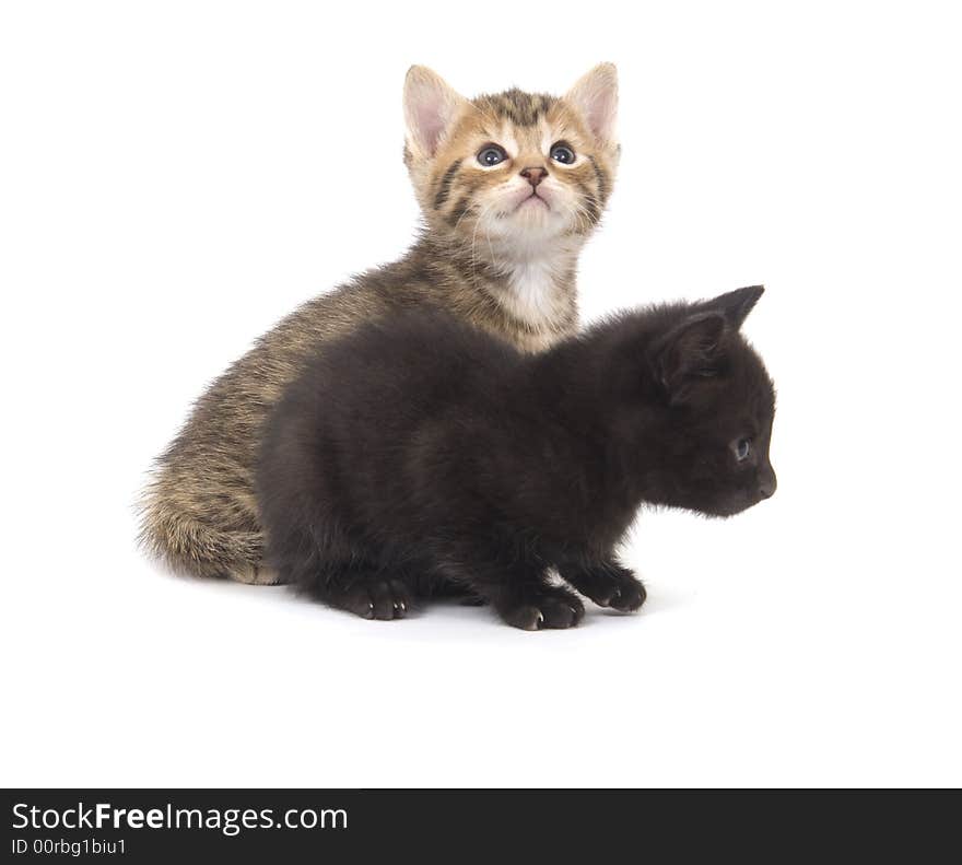 A black kitten and a tabby kitten play on a white background. A black kitten and a tabby kitten play on a white background