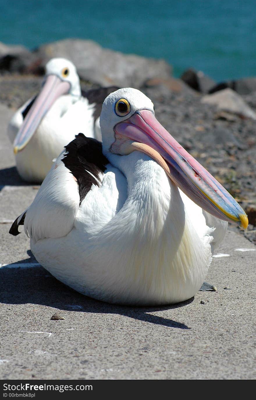 Two pelicans resting on the path by the ocean.