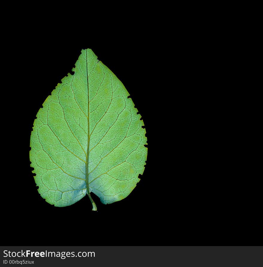 Green leaf isolated on black