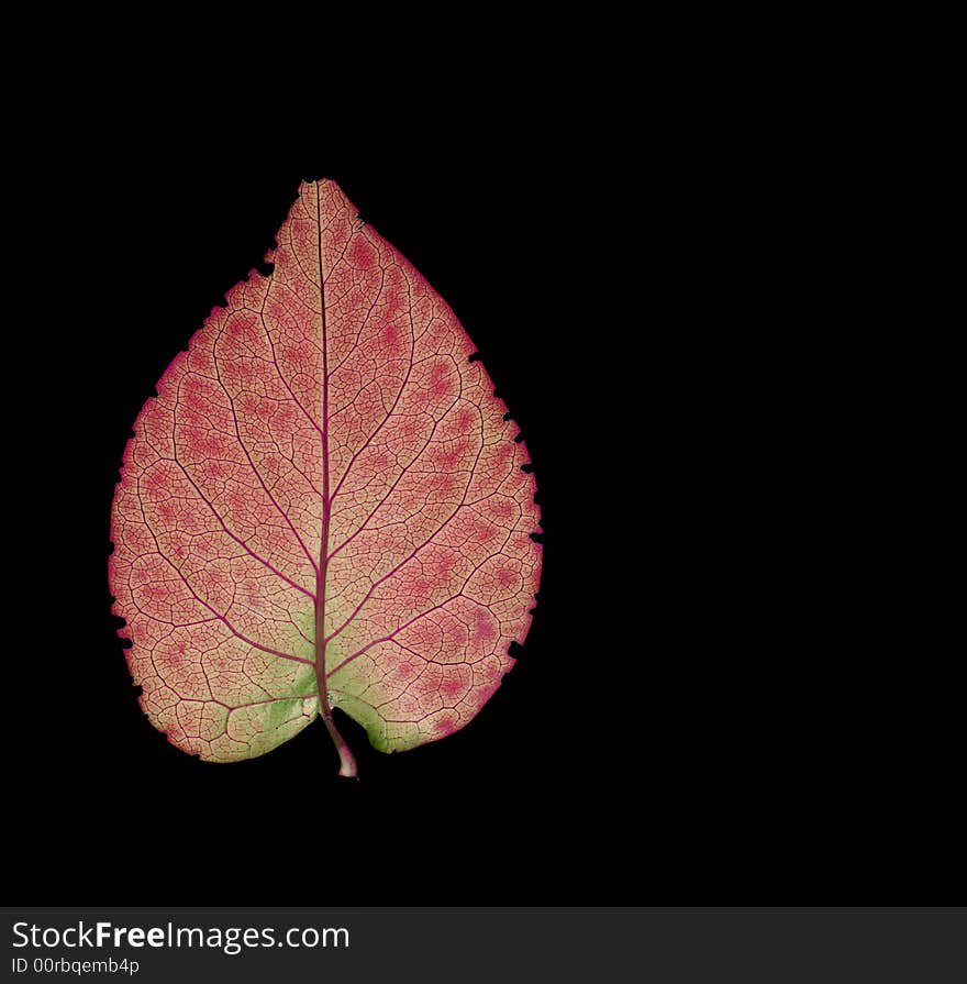 Red leaf isolated on black