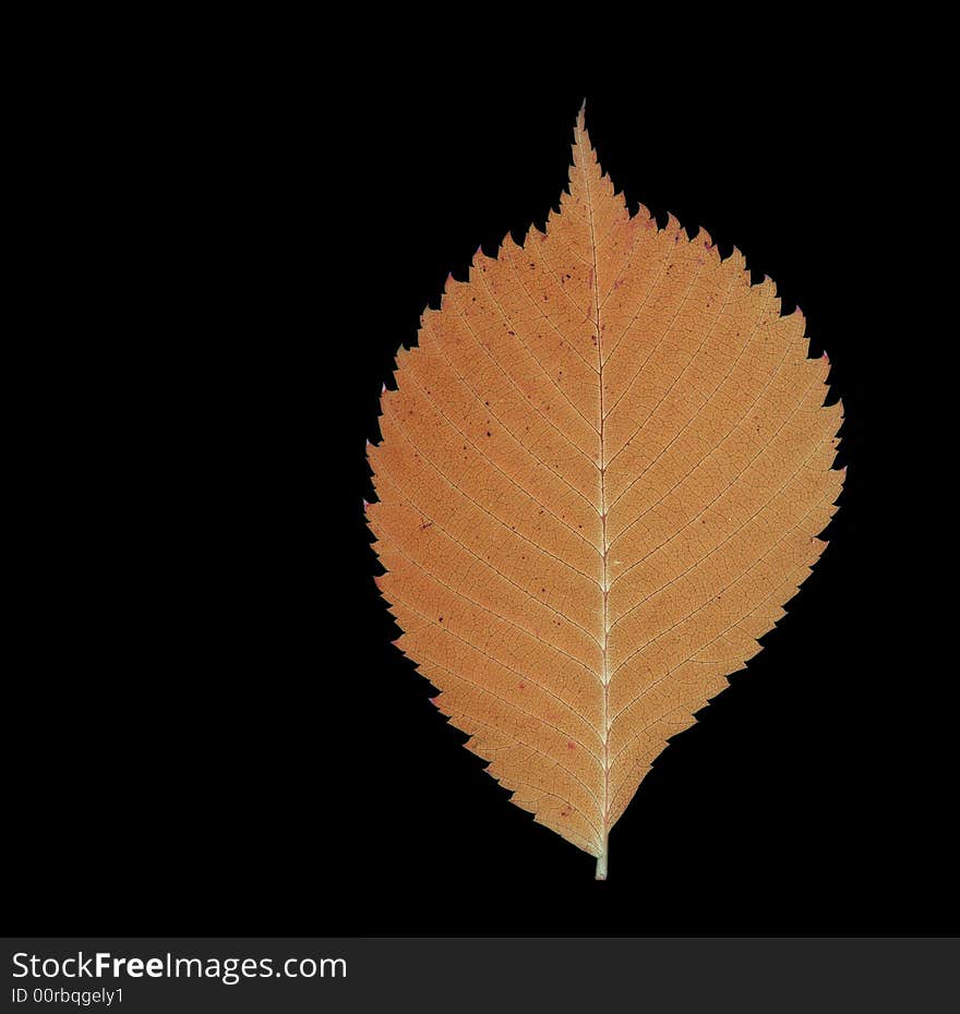 Red leaf isolated on black. Red leaf isolated on black