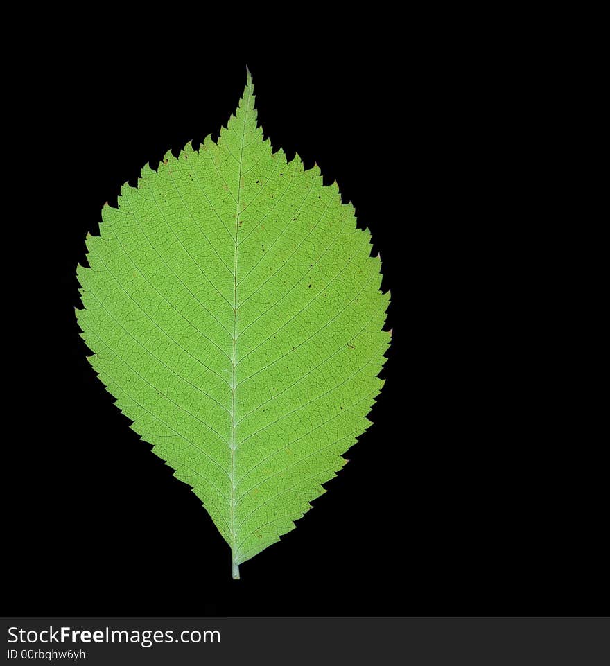 Green leaf isolated on black. Green leaf isolated on black