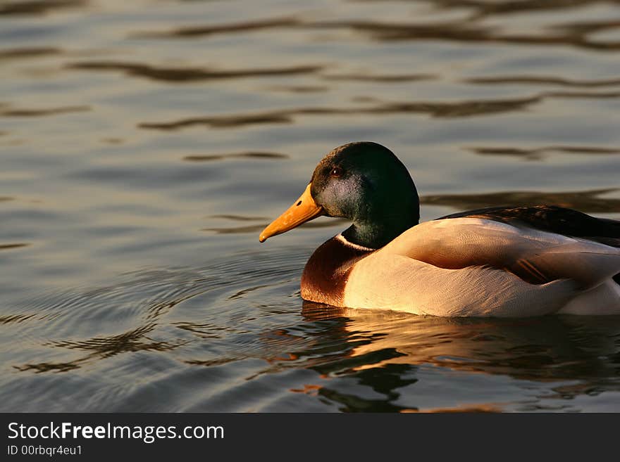 Common Duck On Lake