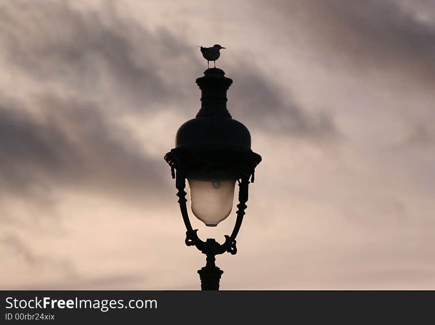 Gull on a top of Streetlight