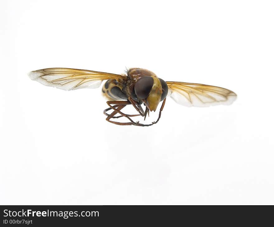 Wasp captured close-up and isolated on white background