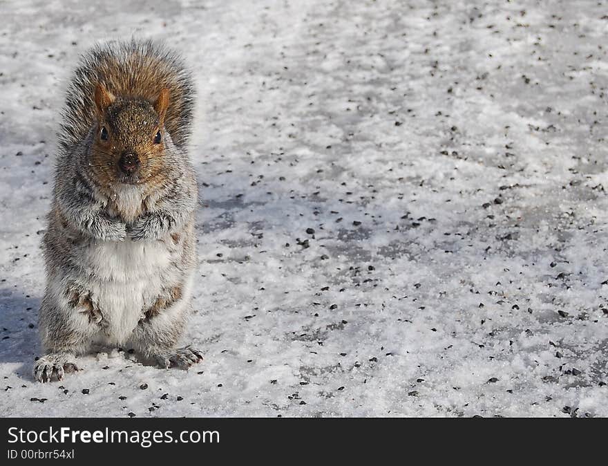 A curious squirrel in Mont-Royal park, Montreal