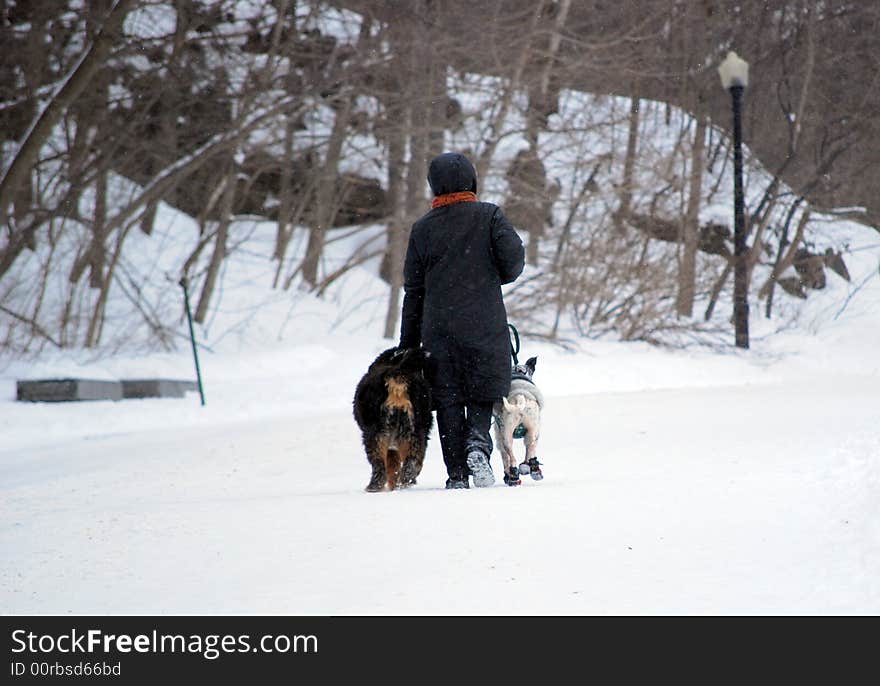 Women walking with her dogs in Mont-Royal park of Montreal. Women walking with her dogs in Mont-Royal park of Montreal.