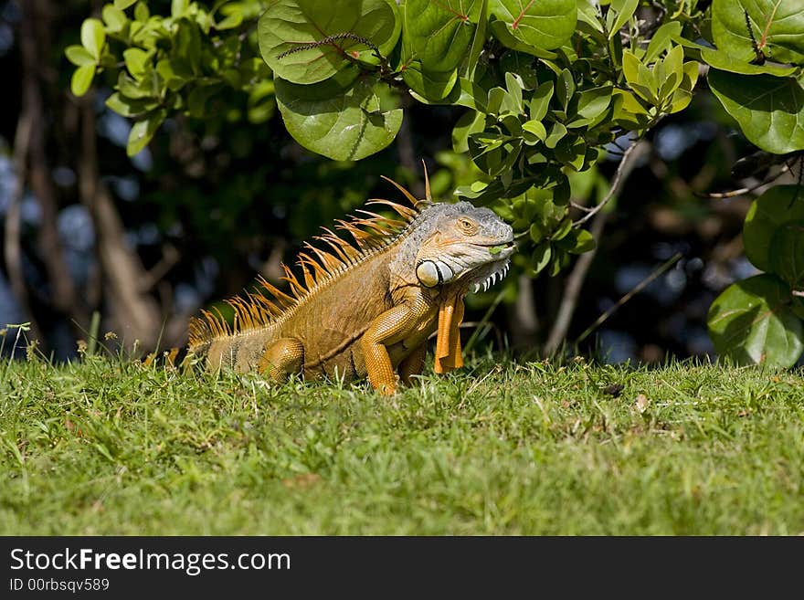 Green Iguana eating leaves