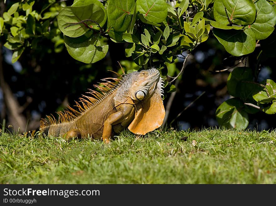 Green Iguana warming in the sun