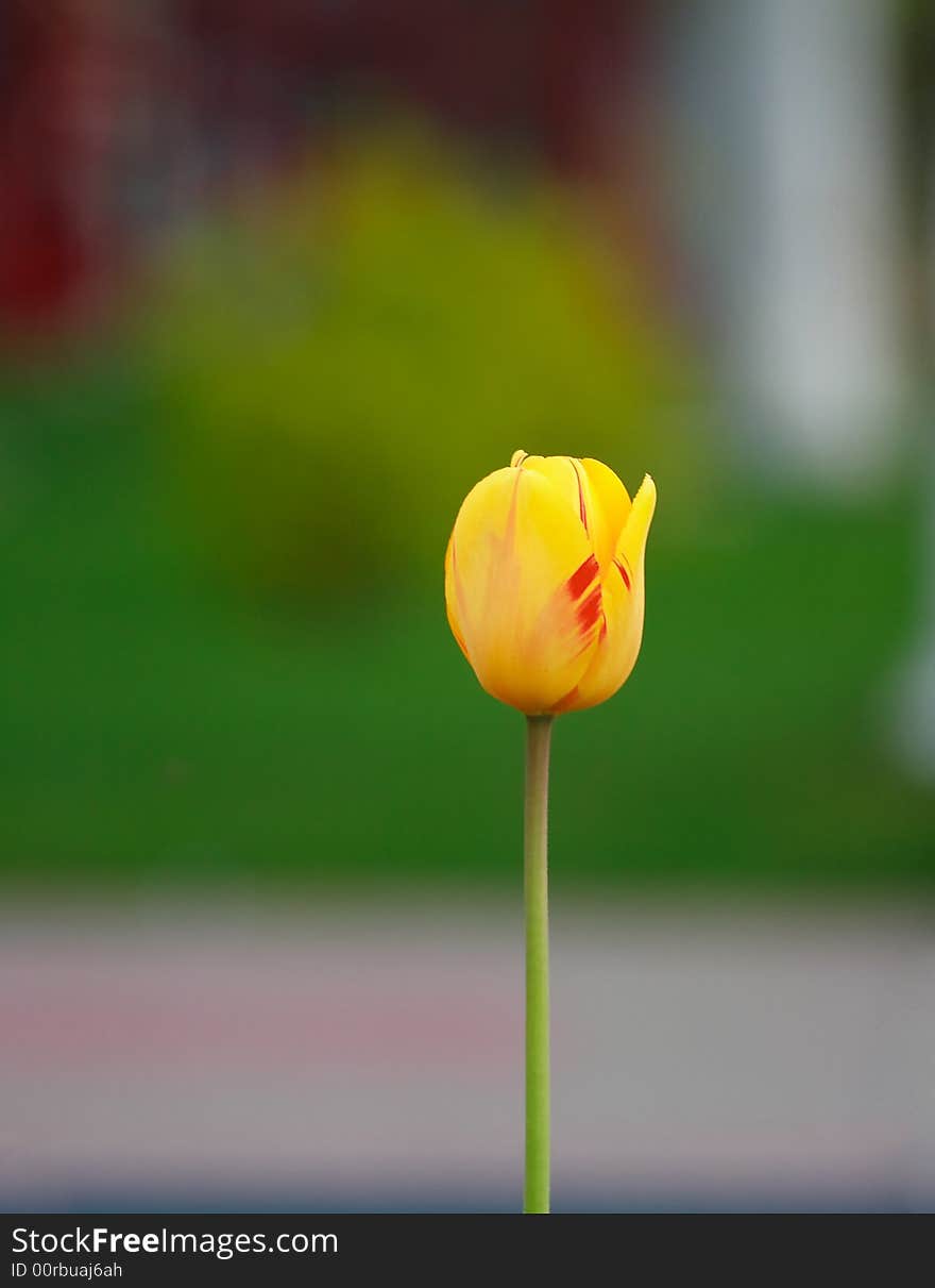 Alone yellow tulip