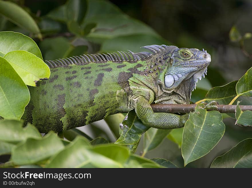 Green Iguana sunning on a branch