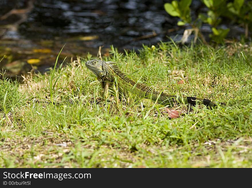 Green Iguana warming up