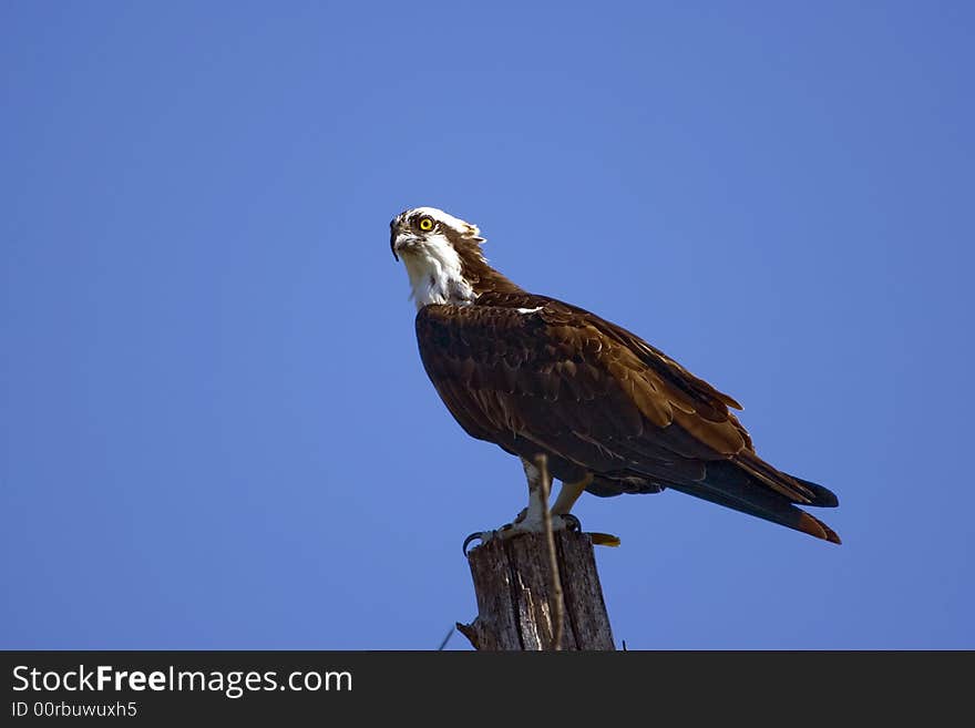 Osprey preched on a dead tree