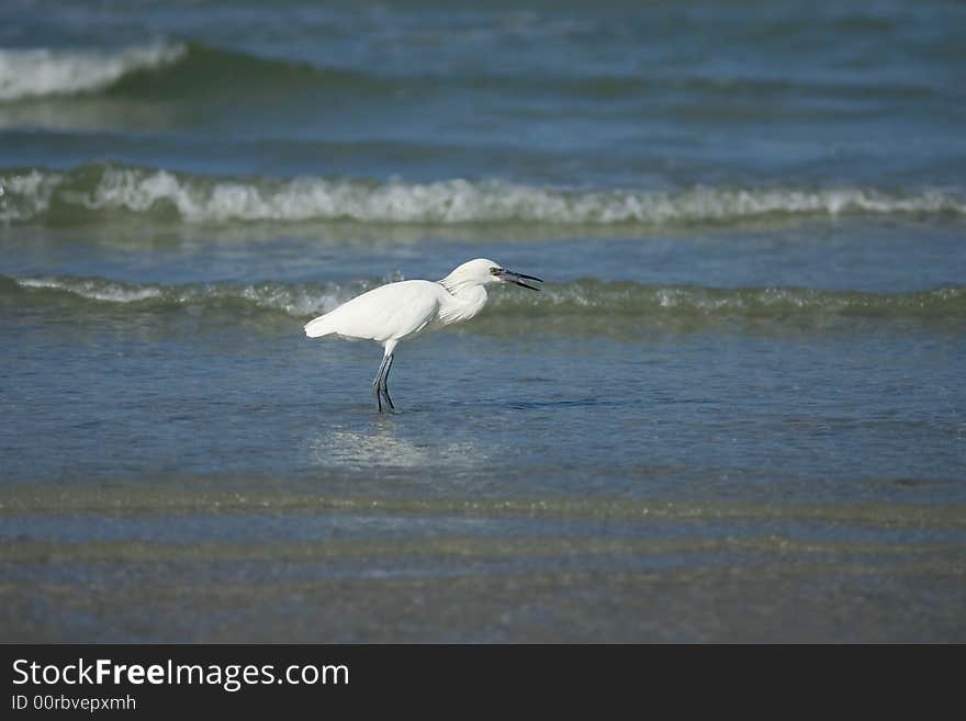 White Morphed Reddish Egret